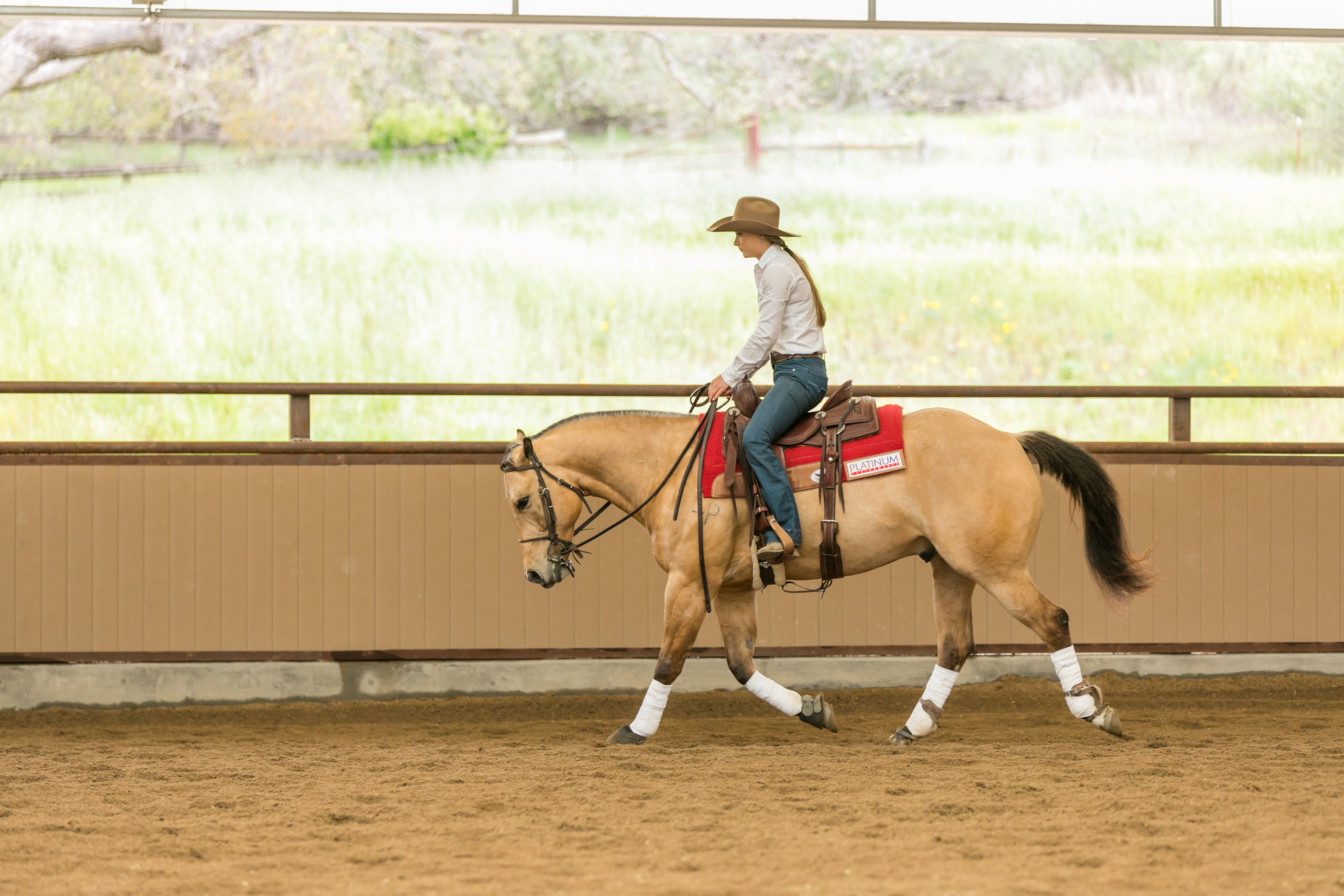 Gotta Get Wicked Performance Horse Sales Cal Poly, San Luis Obispo